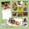 Kalender 2027Dackel