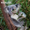 Kalender 2027Koalas