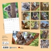 Kalender 2027Koalas