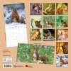 Kalender 2027Eichhörnchen