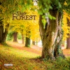 Kalender 2027Deep Forest