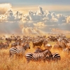 Kalender 2027African Wildlife