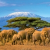Kalender 2027African Wildlife