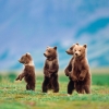 Kalender 2027Bears