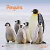 Kalender 2027Penguins