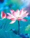 Blankbook – Pure Lotus (B-Ware)