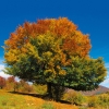 Kalender 2026Trees