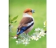 Blankbook - Hawfinch