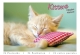 Postkartenbuch – Kittens