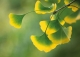 Postkarte - Gingko Change