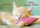 Postkartenbuch – Kittens