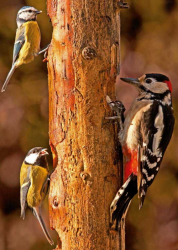 Blue Tits & Spotted Woodpecker