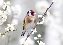 Goldfinch