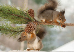 Winter Squirrels