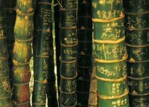 Bamboo Inscriptions
