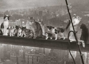 Cats over New York City