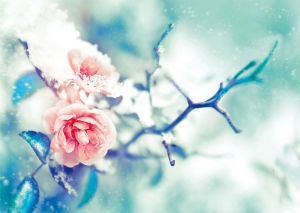 Winter Rose  ***  
