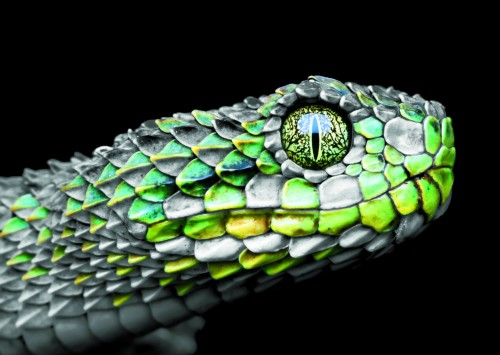 Viper Snake