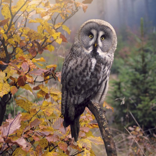 Magic Owls/Magische Eulen