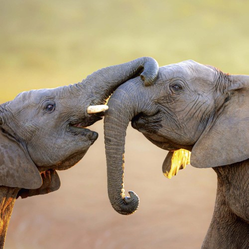Elephant Families