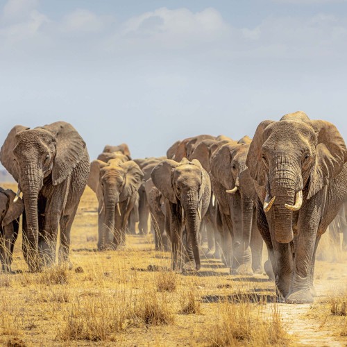 Elephant Families