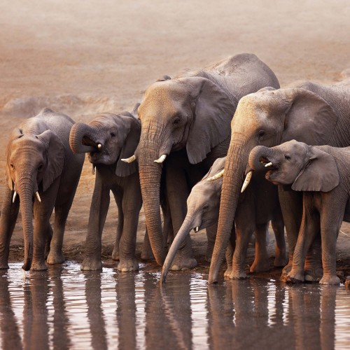 Elephant Families