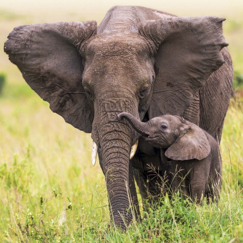 Elephant Families