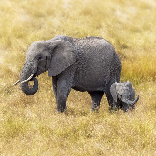 Elephant Families