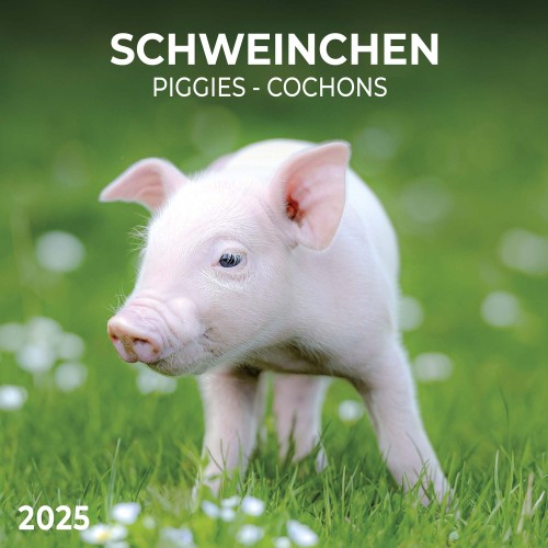 Piggies/Schweinchen