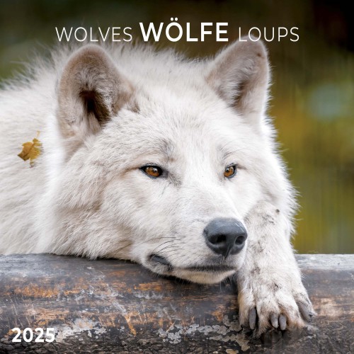 Wolves/Wlfe