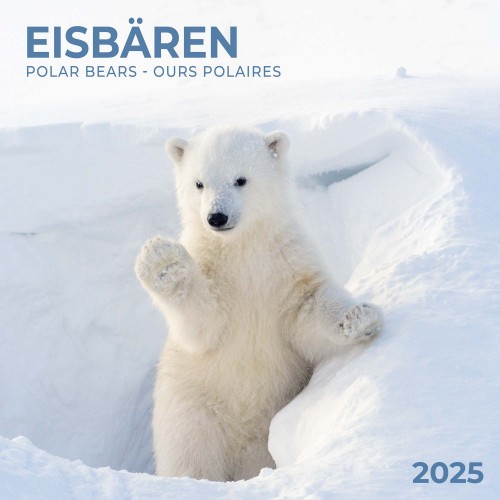 Polar Bears/Eisbrchen