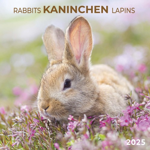 Rabbits/Kaninchen