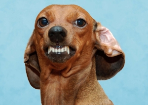 Postkarte – Funny Animal Postkarte – Funny Animal