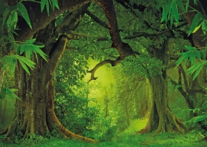 Postkarte – Deep Forest Postkarte – Deep Forest