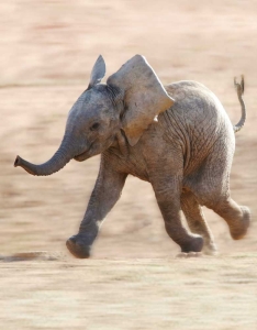 Blankbook – Elephant (B-Ware)