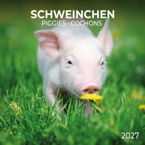 Kalender 2027Schweinchen