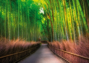 Postkarte - Sagano Bamboo Forest, Kyoto, Japan