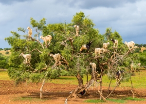 Postkarte – Ziegen im Arganbaum