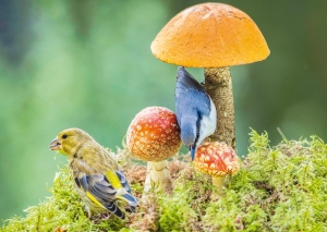 Postkarte – Grünfink und Kleiber