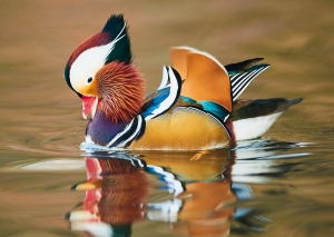 Postkarte – Mandarinente