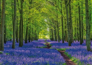 Postkarte – Weg durch die Bluebells