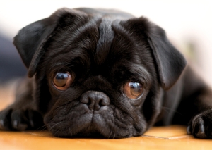 Postkarte – Schwarzer Mops