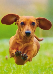 Postkarte – Dackel Flug