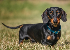 Postkarte – Schwarz-brauner Dackel