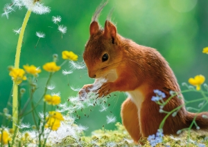 Postkarte – Rotes Eichhörnchen