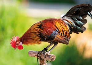 Postkarte – Morgen auf dem Bauernhof