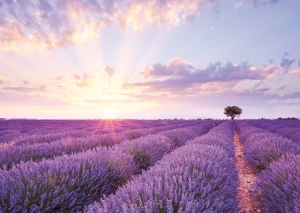 Postkarte – Sonnenaufgang im Lavendelfeld