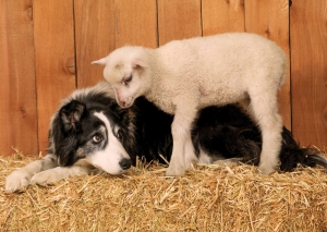 Postkarte – Tierfreundschaften