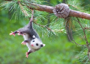 Postkarte – Baby Opossum