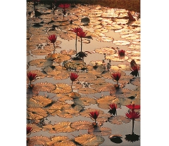 Blankbook – Lotus Pond (B-Ware)